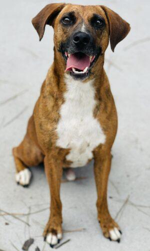 AC-4636 "Bagel", adopted, Adult Male Hound.