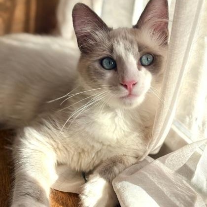 Kyle, adopted, Kitten Male Snowshoe.