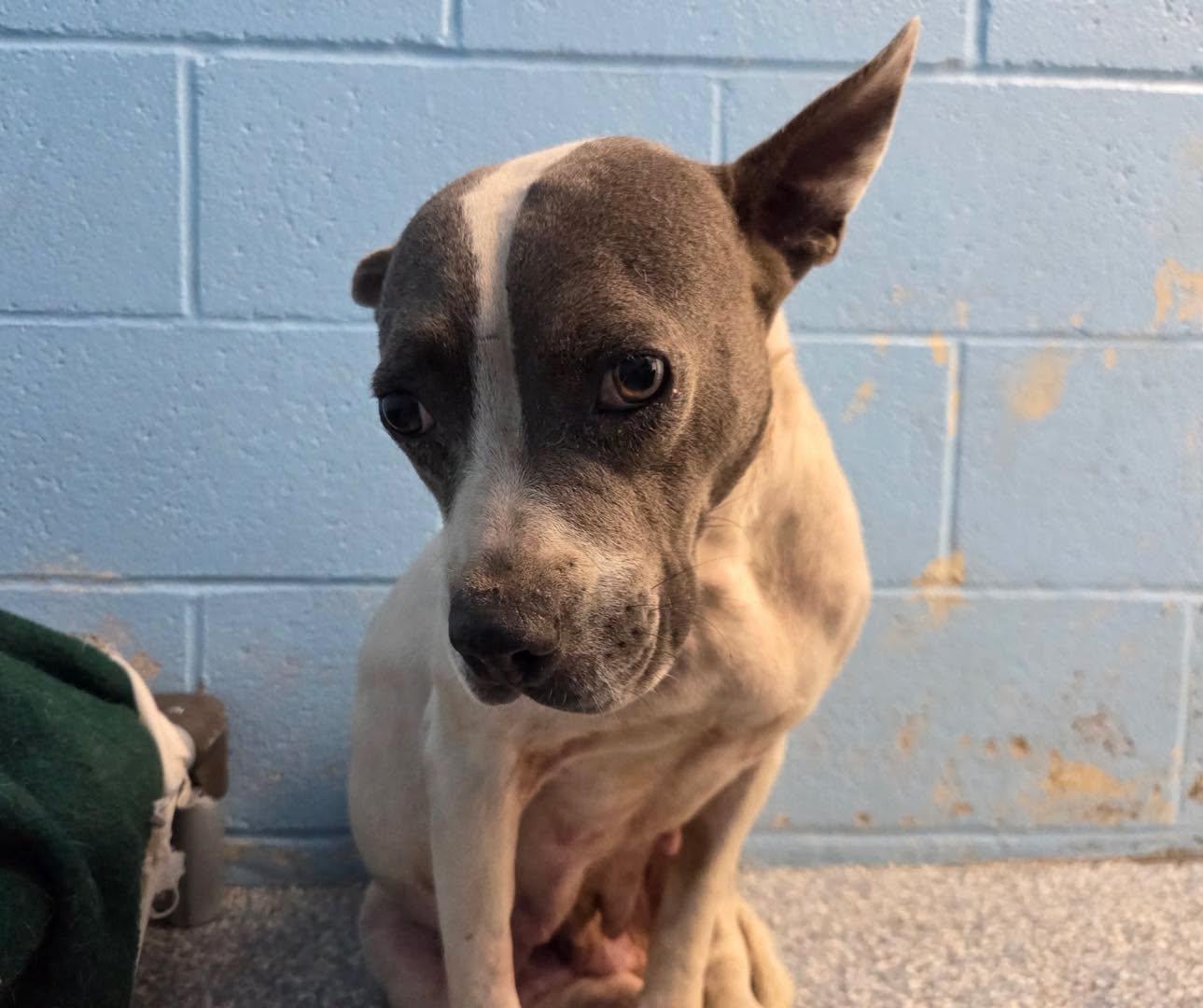 Daisy, Adoptable, Adult Female American Bully.
