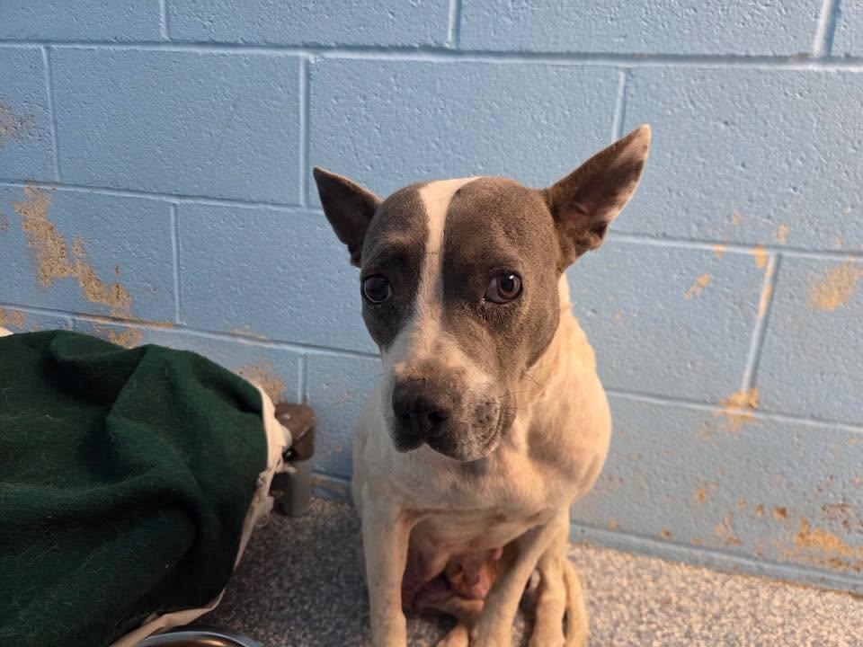 Enlarge Daisy, a Adoptable mixed breed in Stillwater, OK image 3/3
