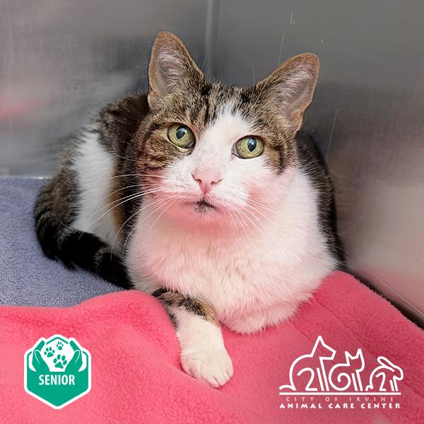 CUPCAKE, Adoptable, Senior Female Domestic Short Hair.