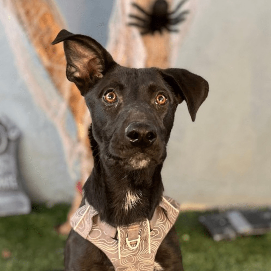 Dog for adoption Roscoe, a Labrador Retriever Mix in Santa Ana, CA