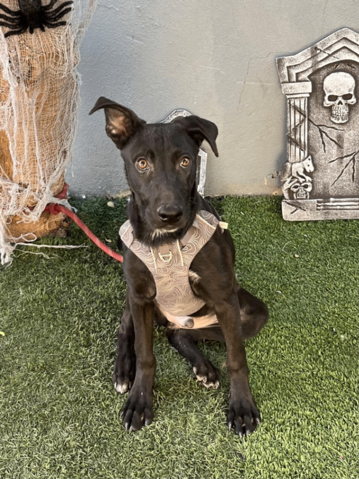 Dog for adoption Roscoe, a Labrador Retriever Mix in Santa Ana, CA