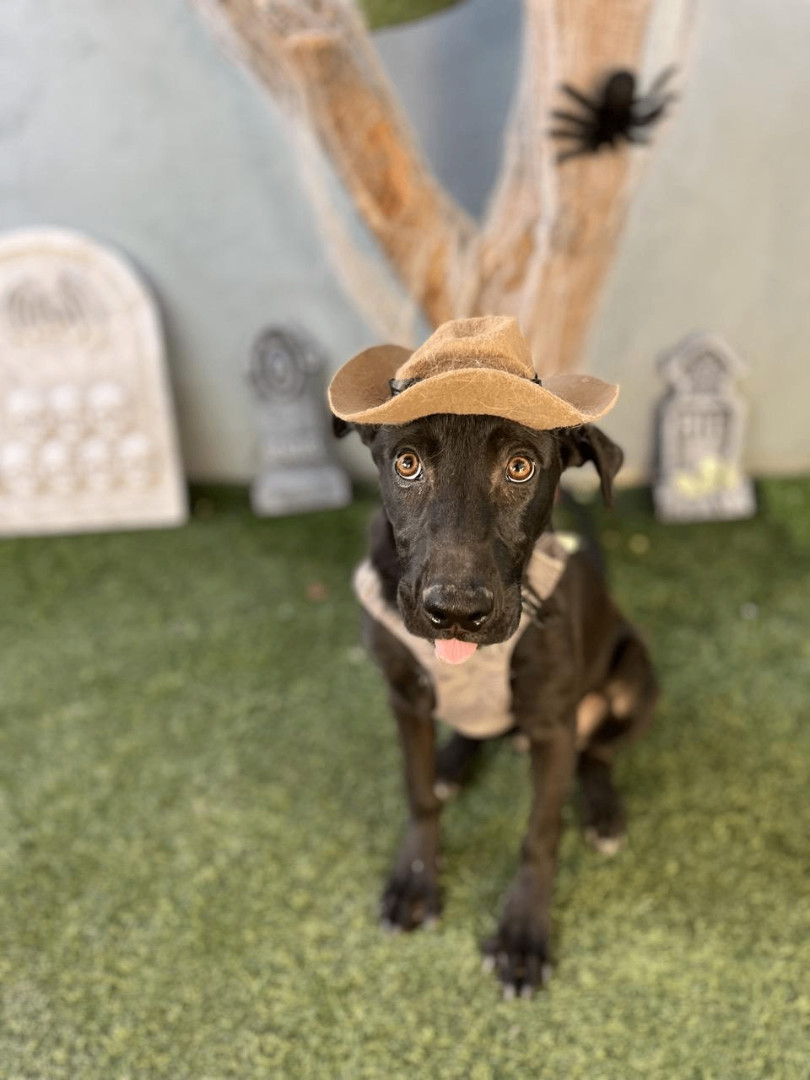 Dog for adoption Roscoe, a Labrador Retriever Mix in Santa Ana, CA