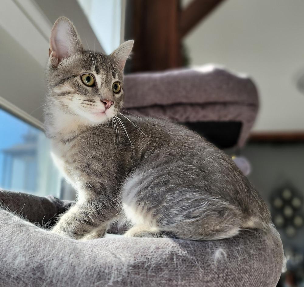 Sly, Adoptable, Kitten Male Domestic Short Hair.