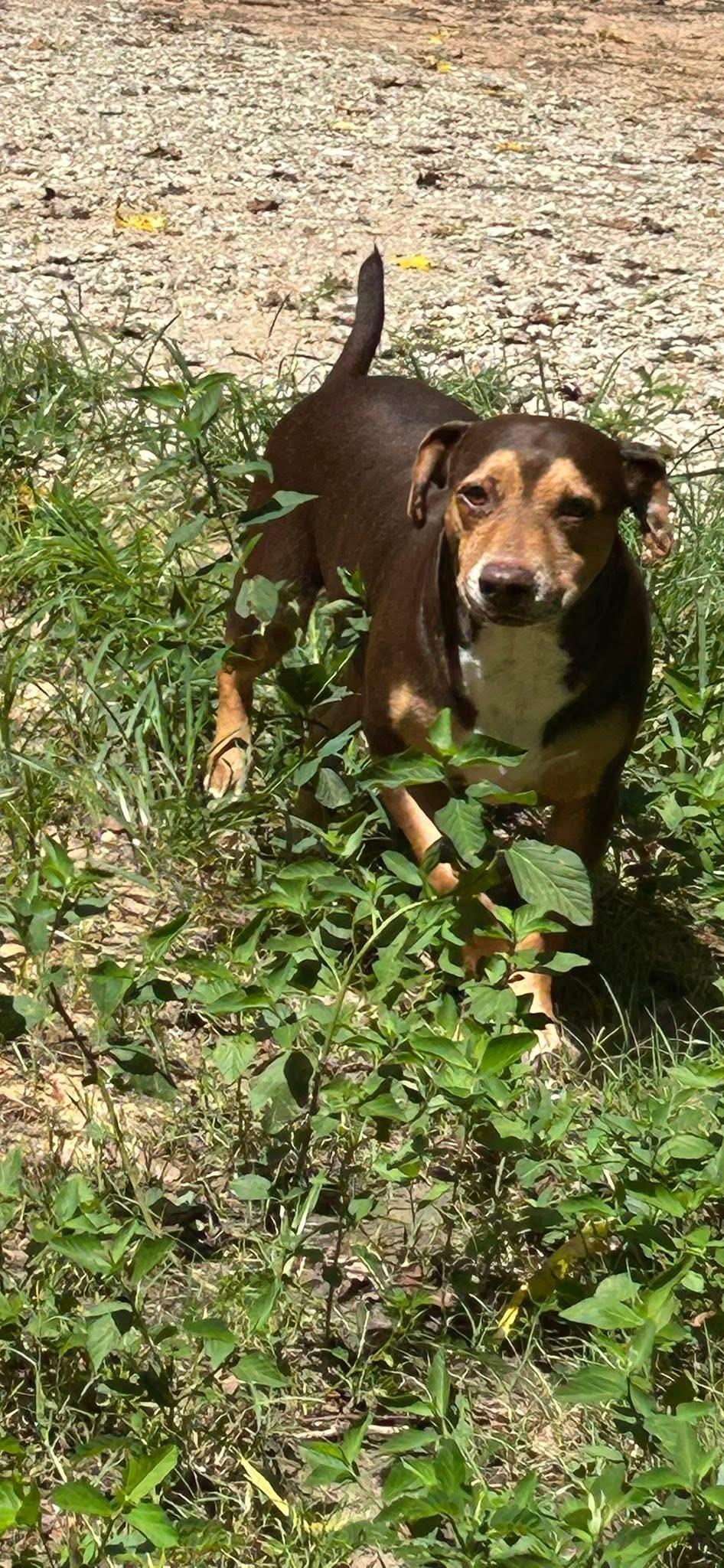 Enlarge AUBREY, an adopted mixed breed in conroe, TX image 3/4