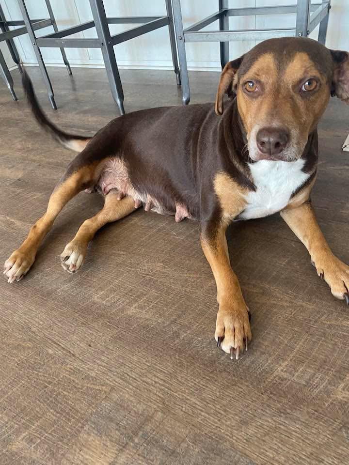 AUBREY, adopted, Adult Female Beagle & American Staffordshire Terrier.