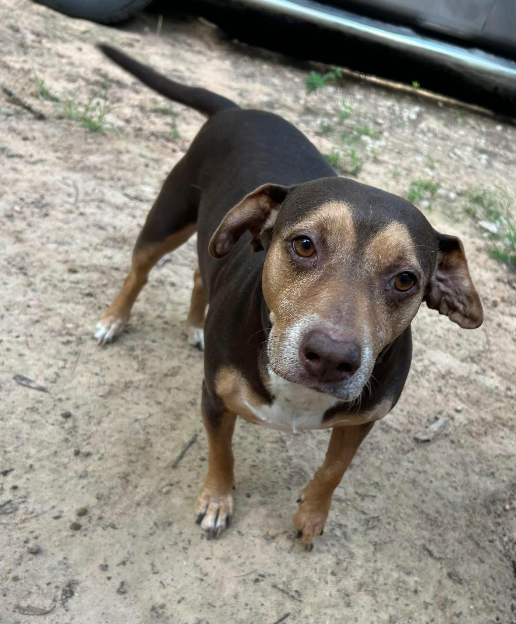 Enlarge AUBREY, an adopted mixed breed in conroe, TX image 4/4