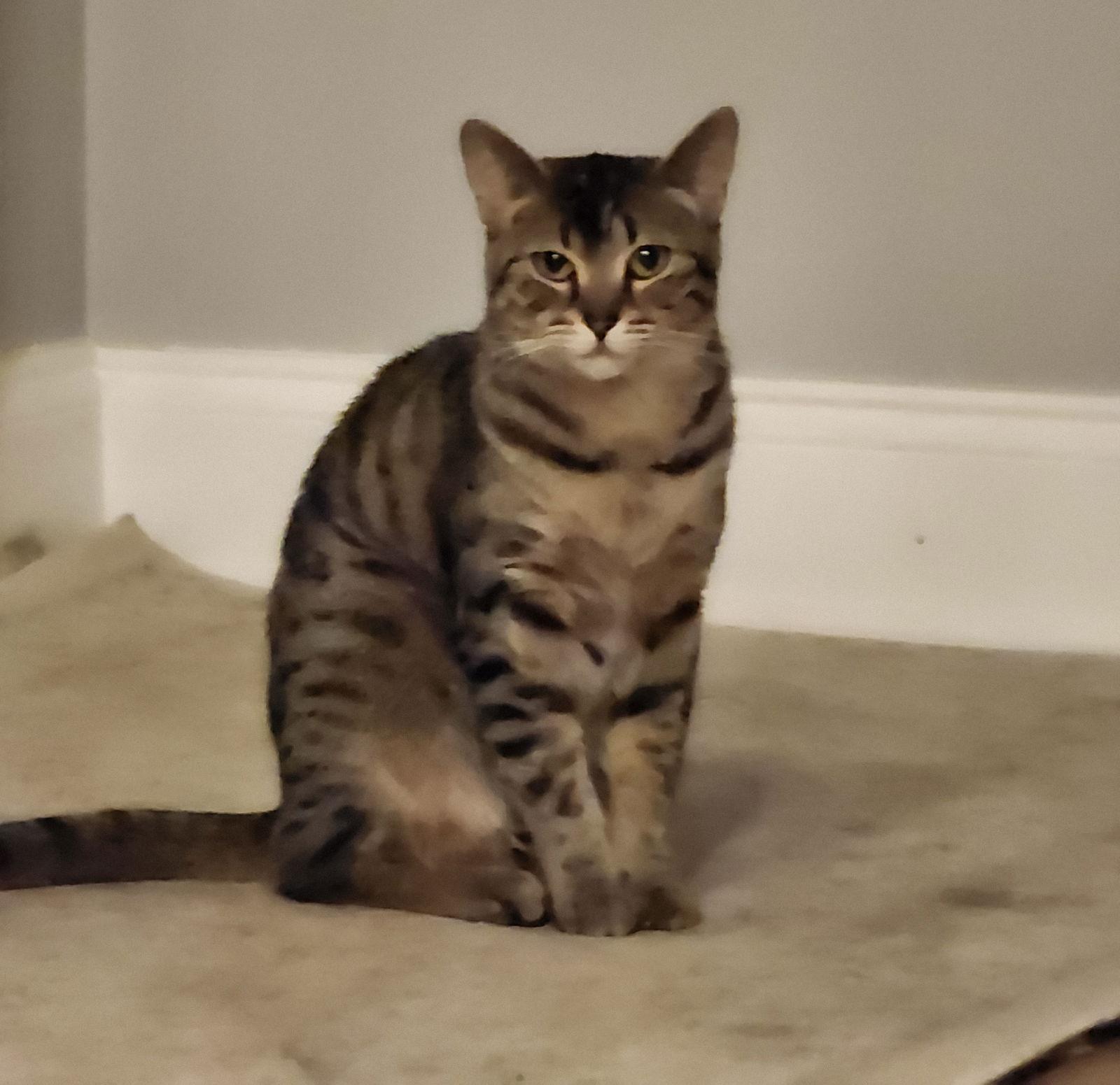 Enlarge Musa **Home for the Holidays 1/2 price!, a Adopted Domestic Short Hair in Alpharetta, GA image 2/4