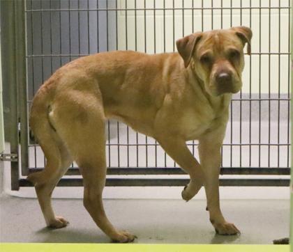 Shirley Temple, Adoptable, Puppy Female Shar-Pei & Mixed Breed.