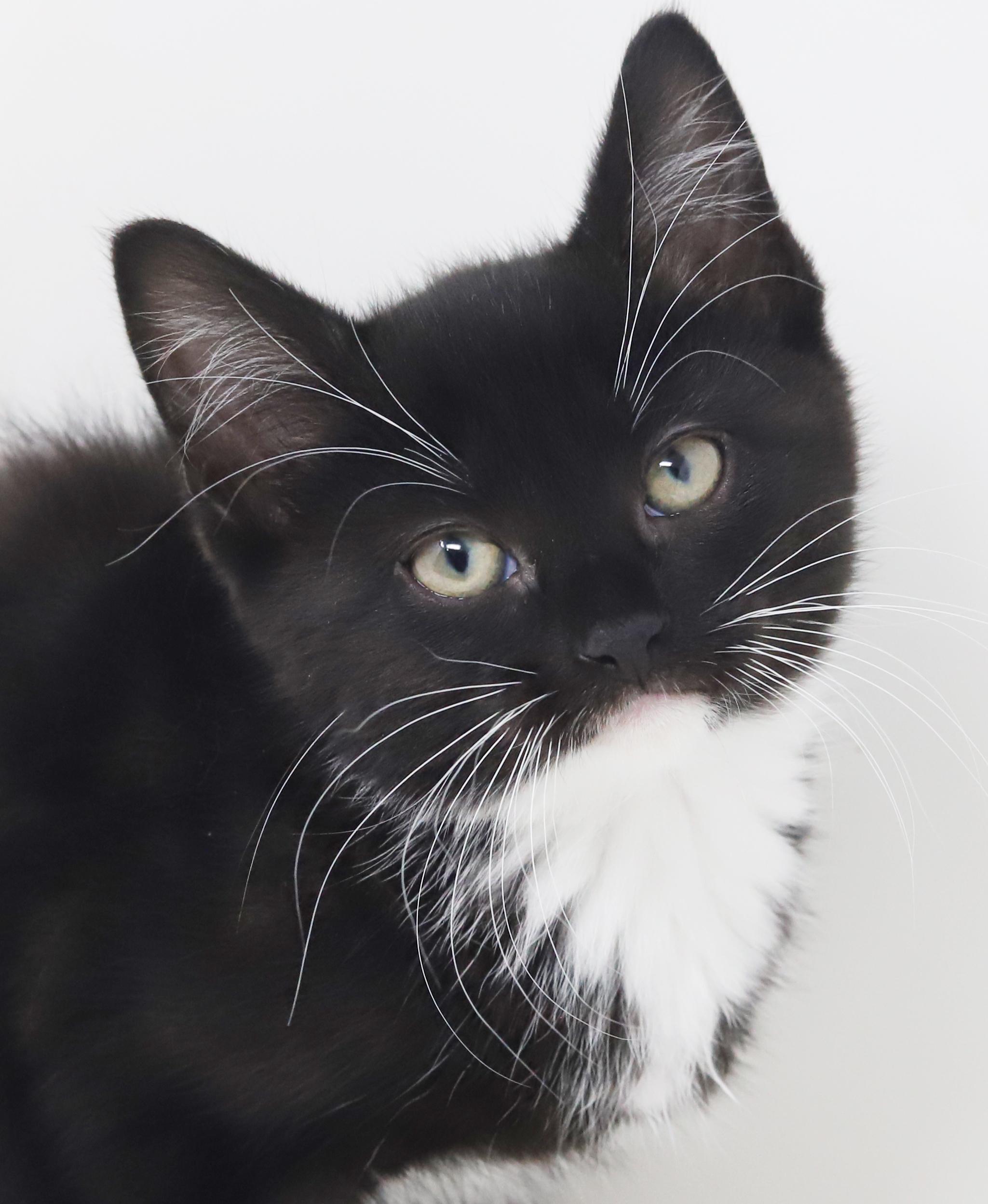 Twinkie is terrific teeny and tiny!, Adoptable, Kitten Female Tuxedo.