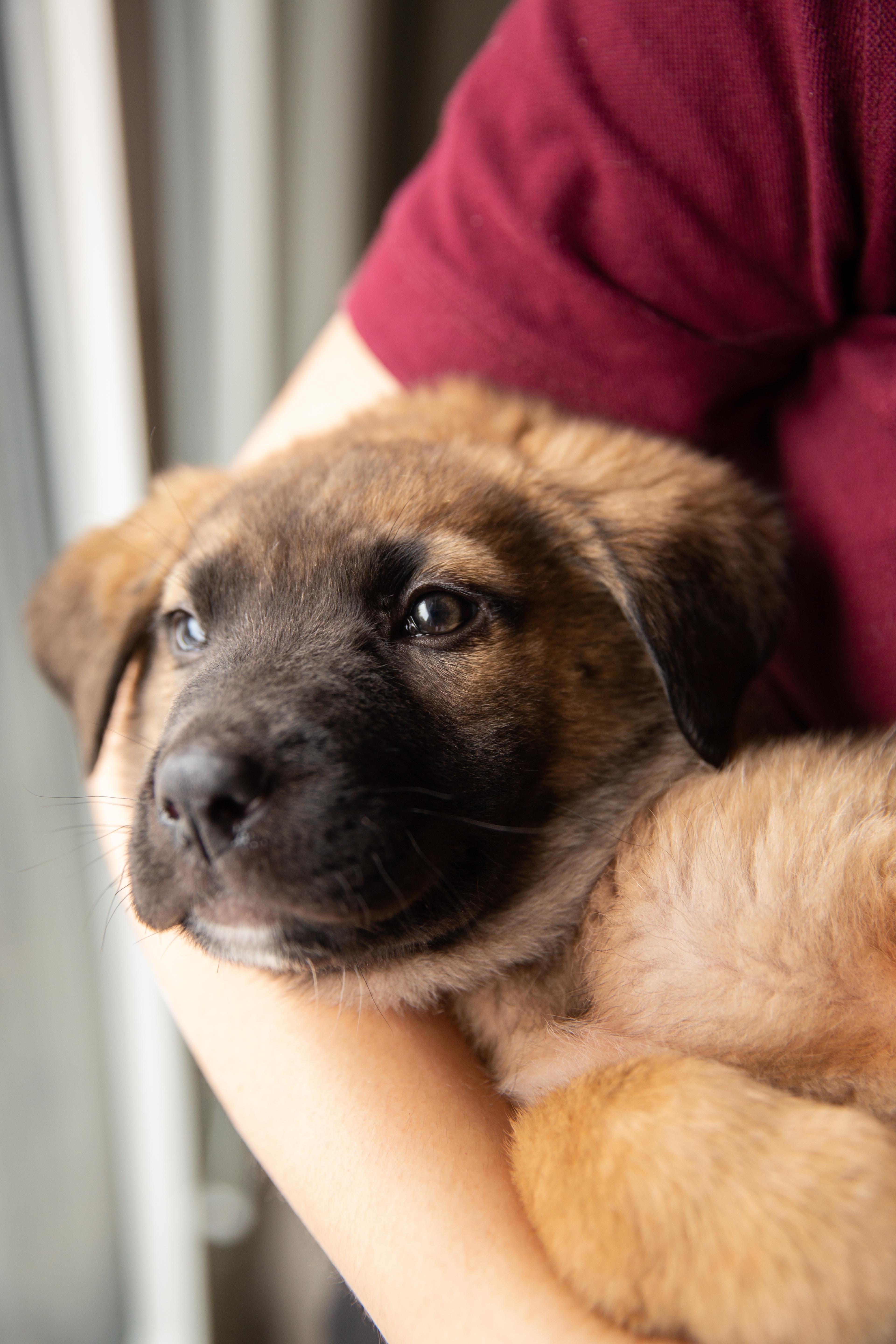 Paddington, adopted, Puppy Male Mixed Breed.