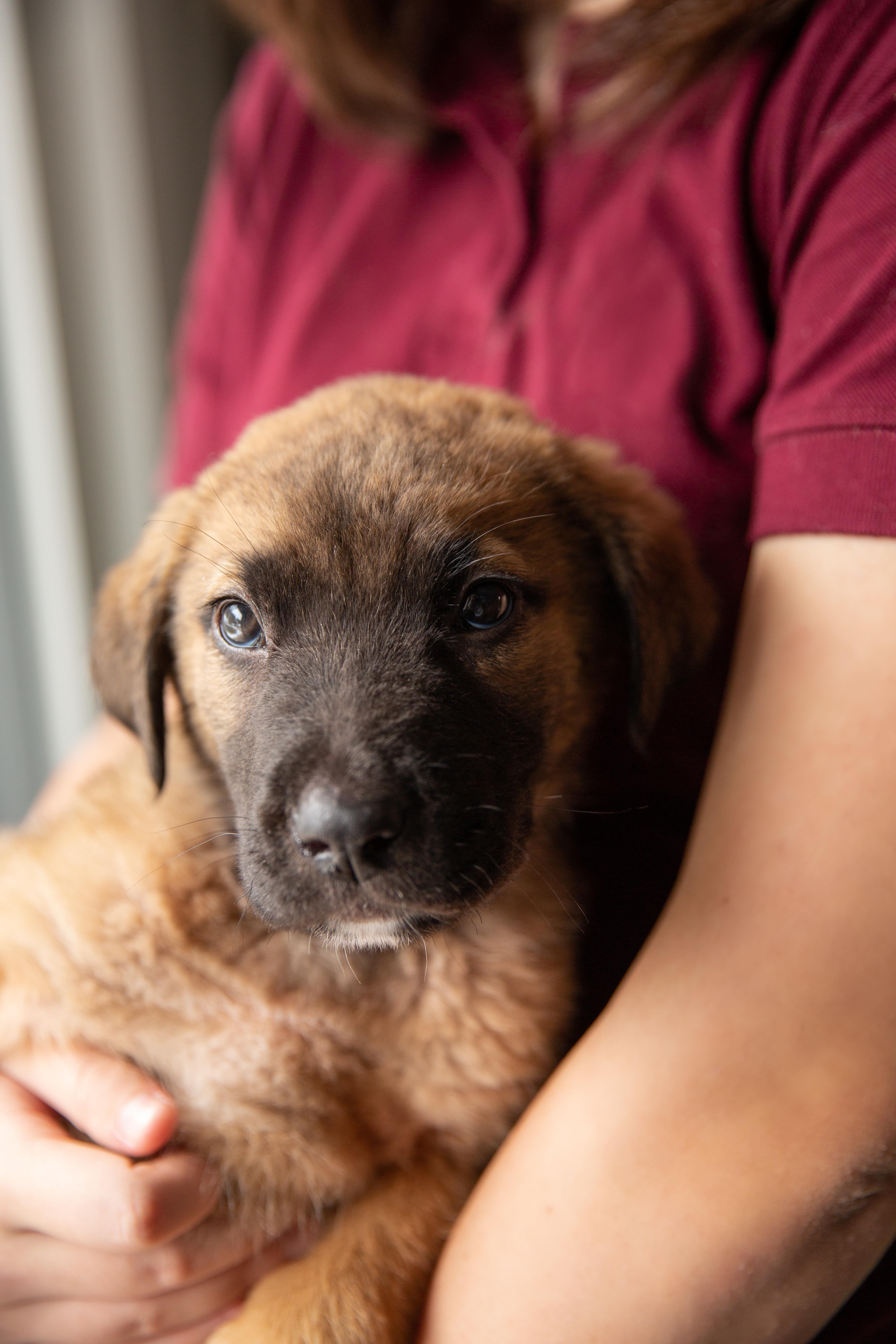 Enlarge Paddington, an adopted Mixed Breed in Chesterville, ON image 2/2