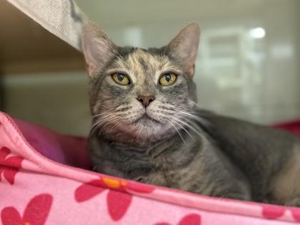 Kitty Perry, a Adoptable Domestic Short Hair in Virginia Beach, VA image 1/2