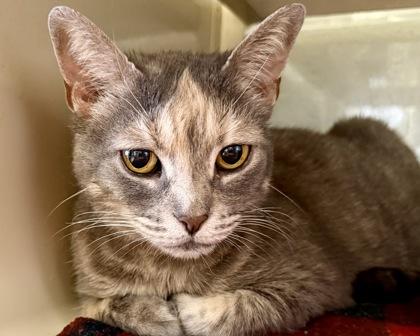 Kitty Perry, a Adoptable Domestic Short Hair in Virginia Beach, VA image 2/2