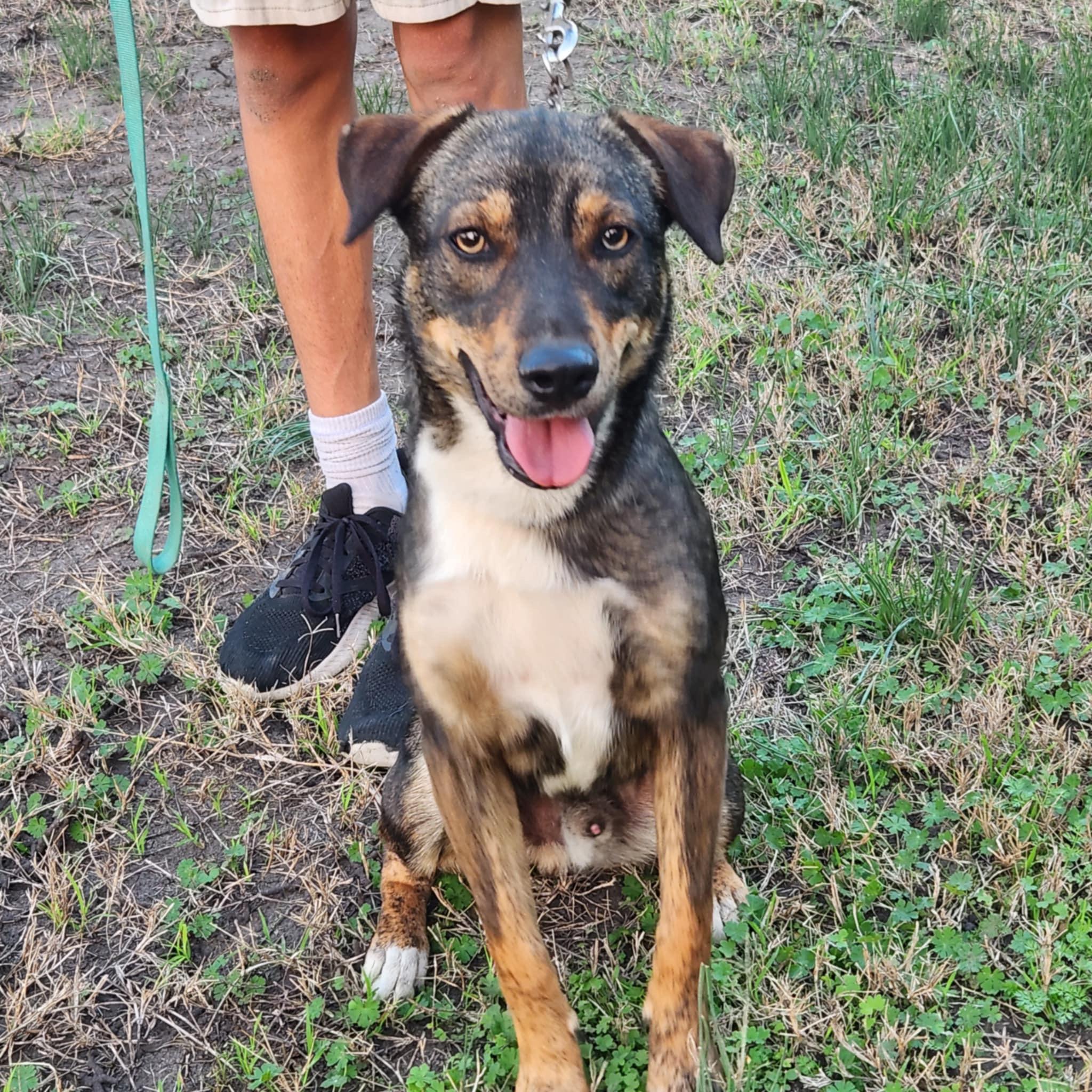 Ranger, Adoptable, Young Male Shepherd & Hound.