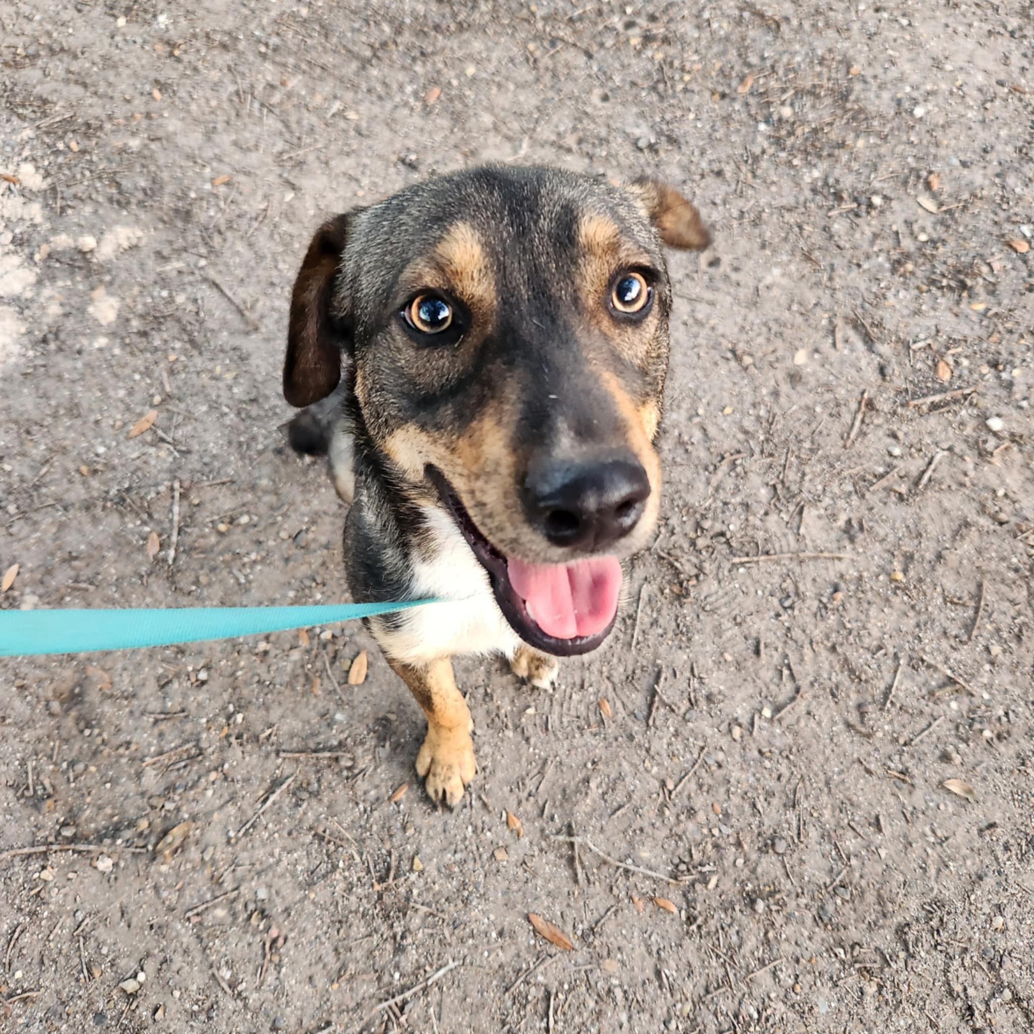 Enlarge Ranger, a Adoptable mixed breed in Beeville, TX image 2/4