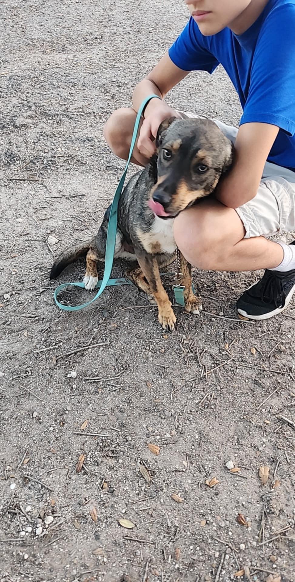 Enlarge Ranger, a Adoptable mixed breed in Beeville, TX image 3/4