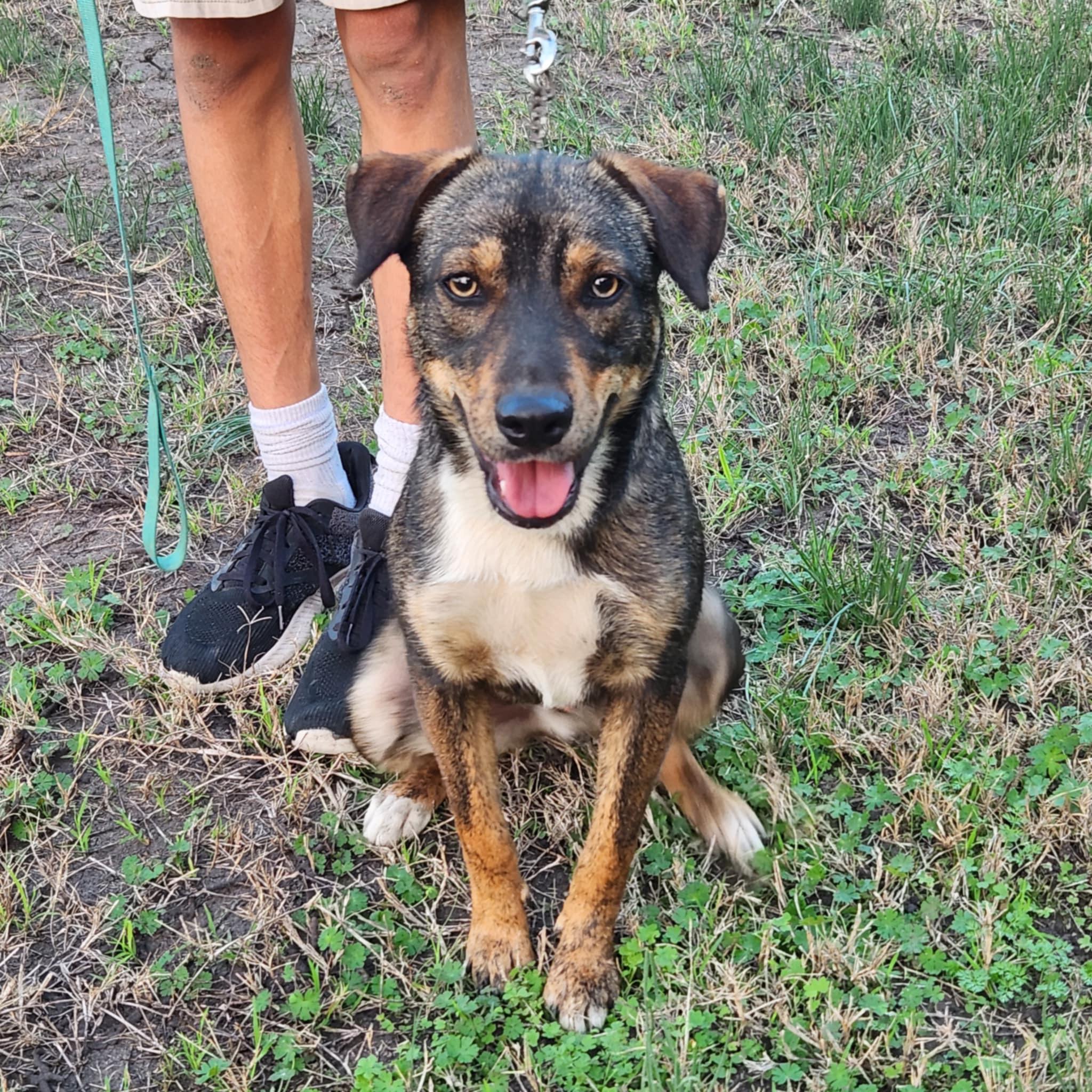 Enlarge Ranger, a Adoptable mixed breed in Beeville, TX image 4/4