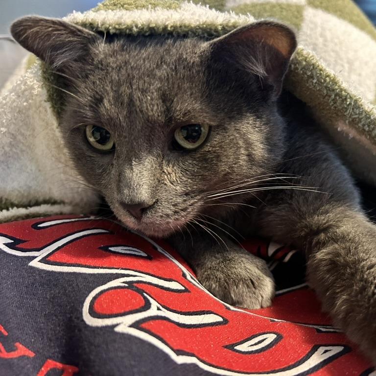 Enlarge Routey, a Adoptable Domestic Short Hair in Medina, OH image 1/4