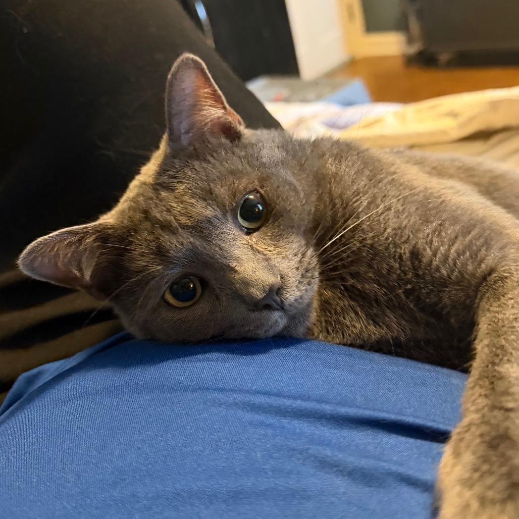 Enlarge Routey, a Adoptable Domestic Short Hair in Medina, OH image 2/4