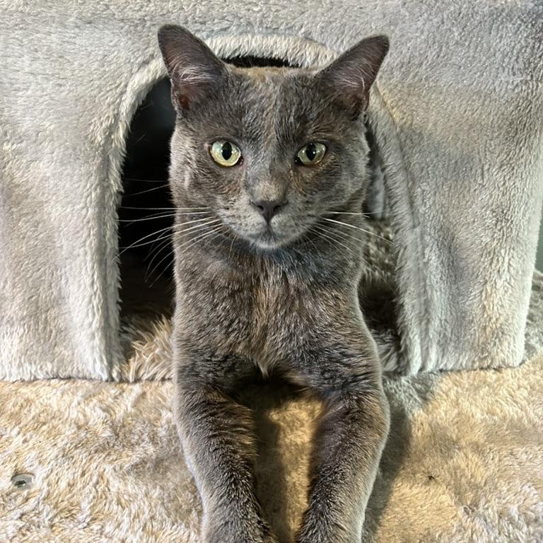 Enlarge Routey, a Adoptable Domestic Short Hair in Medina, OH image 3/4