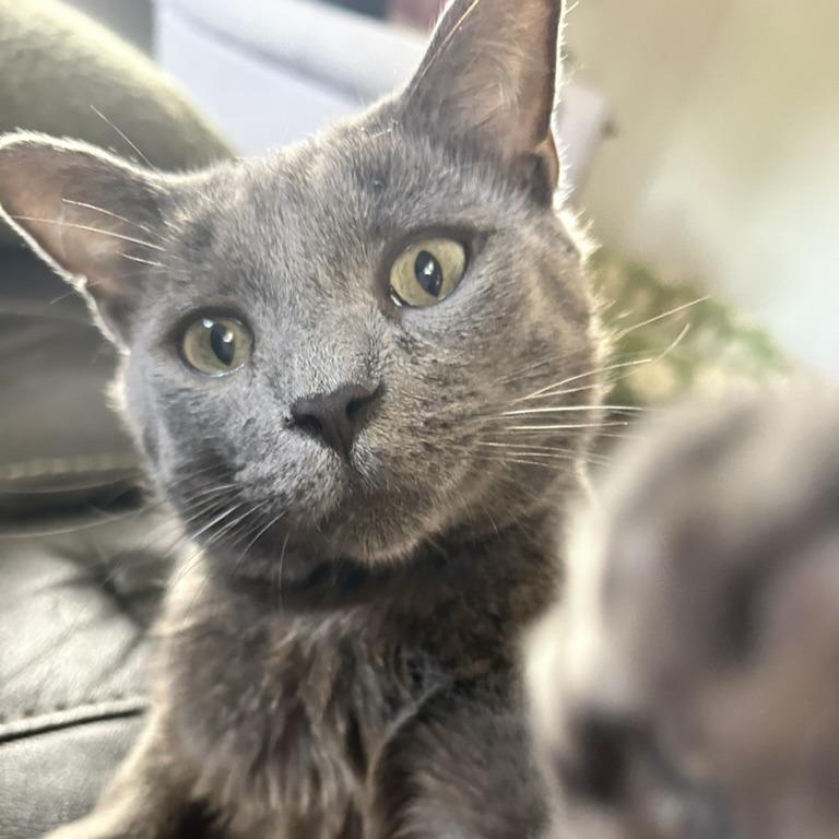 Enlarge Routey, a Adoptable Domestic Short Hair in Medina, OH image 4/4