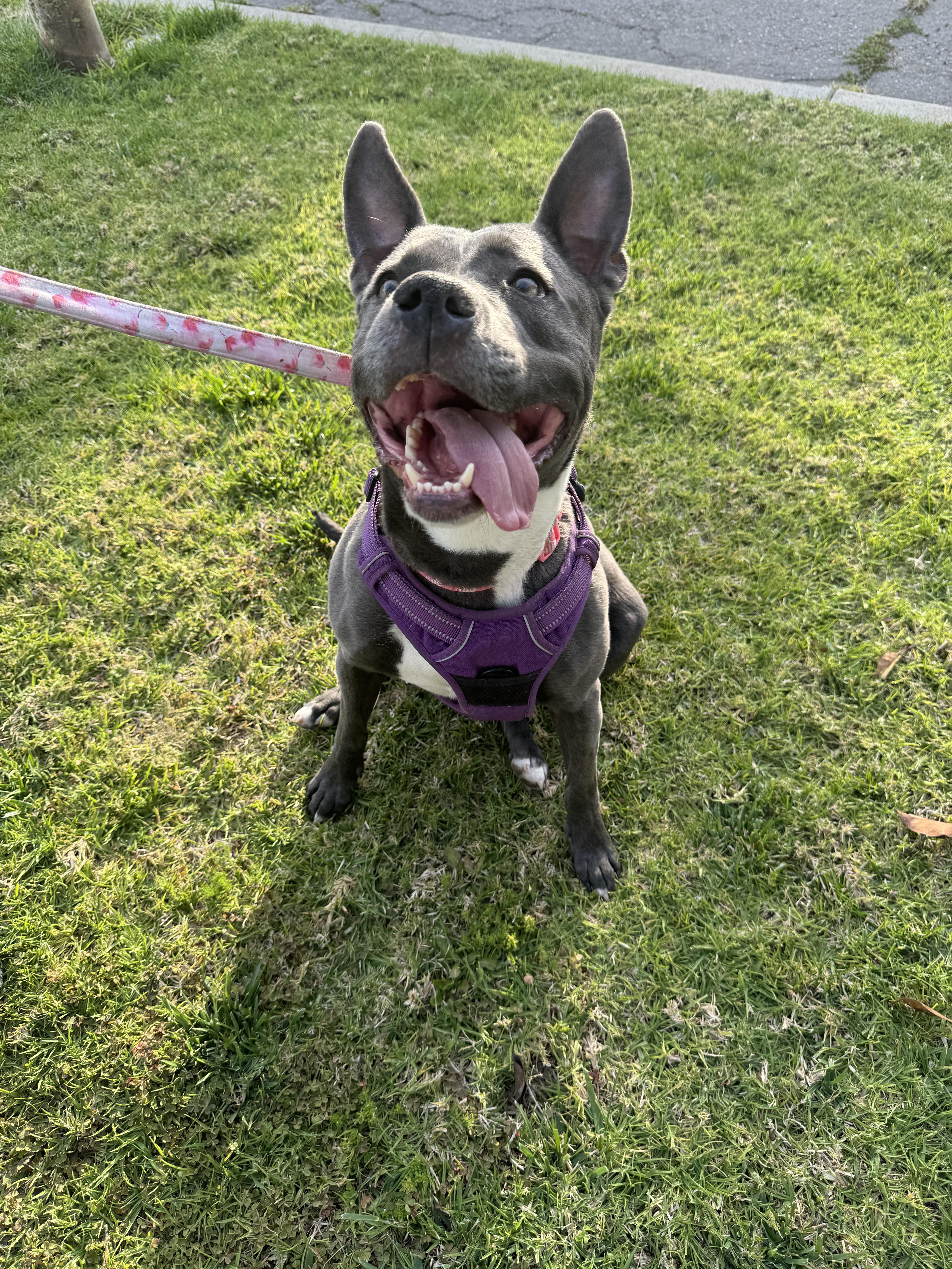 Maddie, a Adoptable mixed breed in Claremont, CA image 1/5