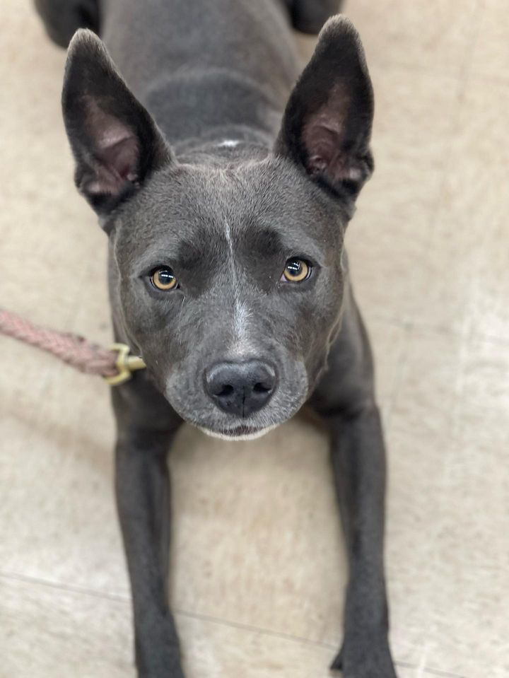 Maddie, a Adoptable mixed breed in Claremont, CA image 3/5