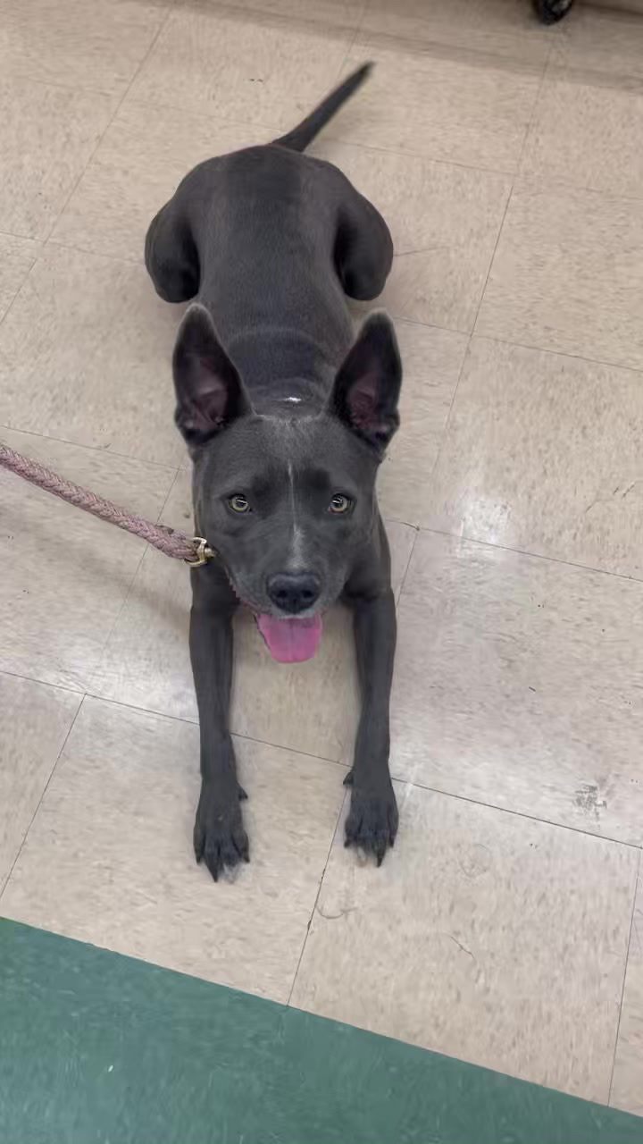 Maddie, a Adoptable mixed breed in Claremont, CA image 4/5