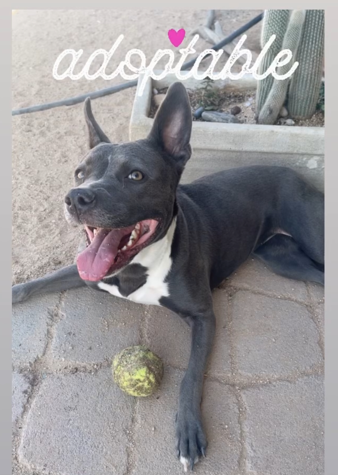 Maddie, Adoptable, Young Female Pit Bull Terrier & American Staffordshire Terrier.