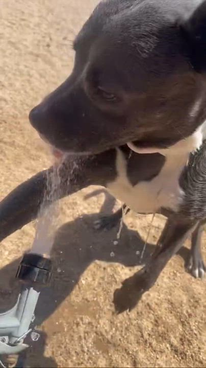 Enlarge Maddie, a Adoptable mixed breed in Claremont, CA video 5/5