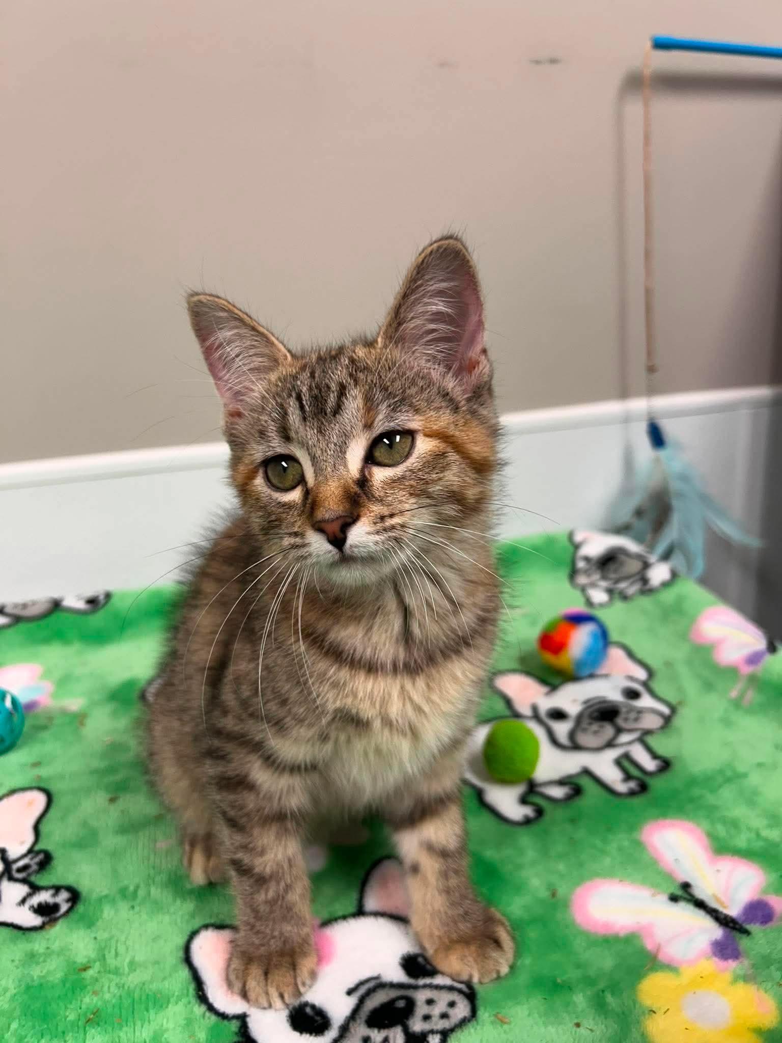 FIona, an adopted mixed breed in Shepherdsville, KY image 6/6