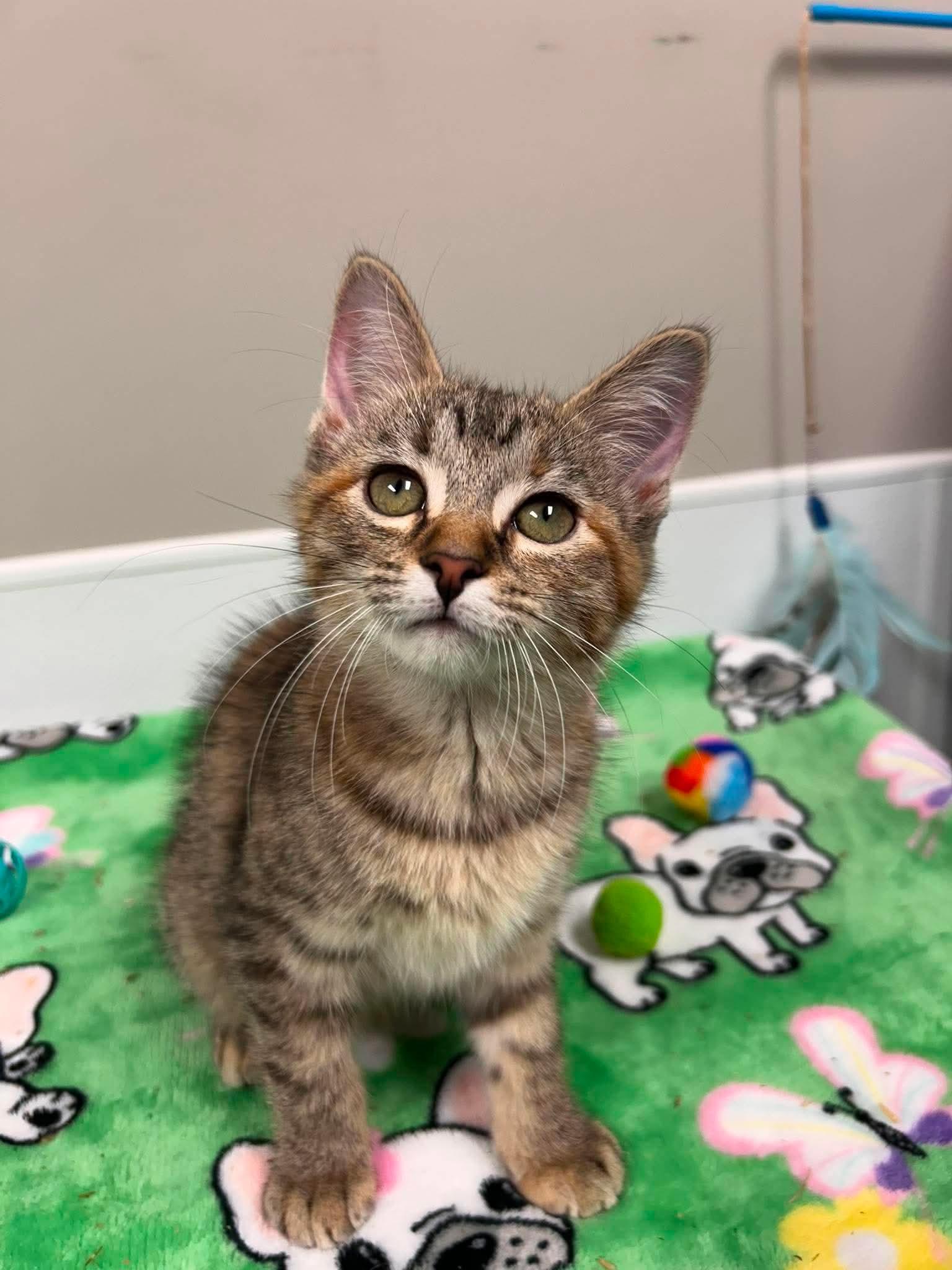 FIona, an adopted mixed breed in Shepherdsville, KY image 3/6