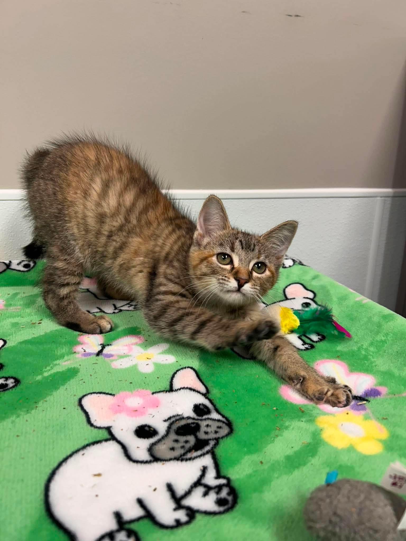 FIona, an adopted mixed breed in Shepherdsville, KY image 1/6