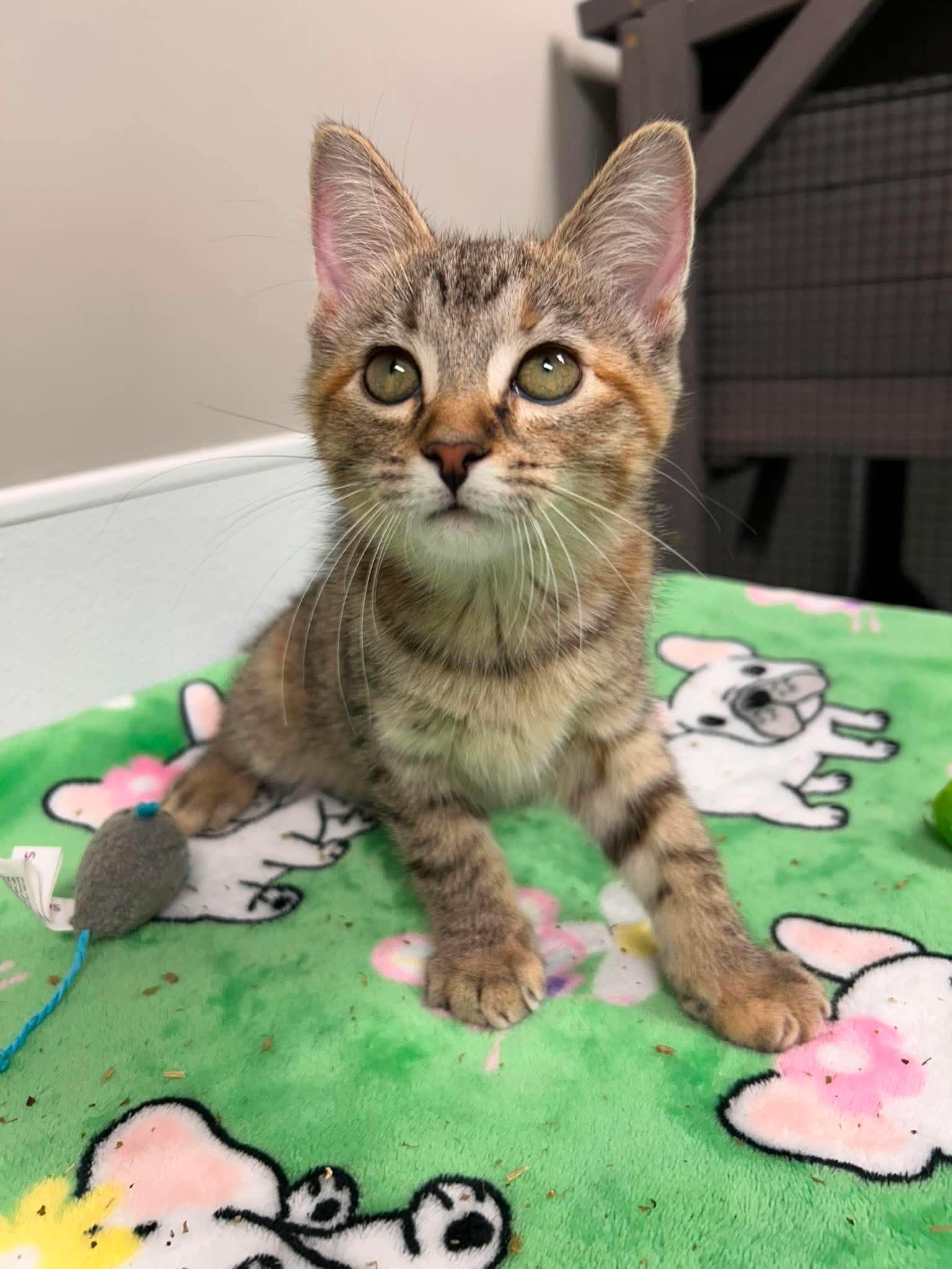 FIona, an adopted mixed breed in Shepherdsville, KY image 2/6