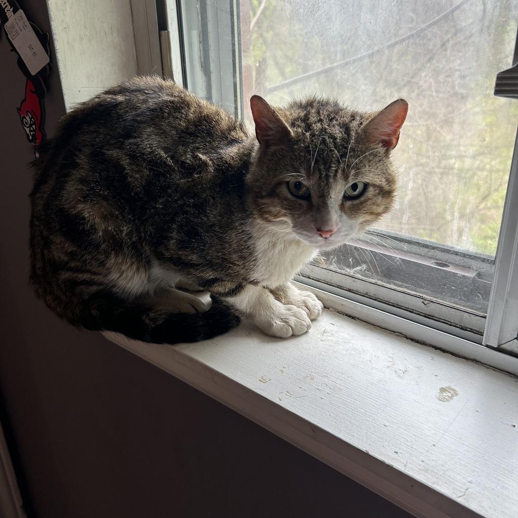 Sam, Adoptable, Adult Male Domestic Short Hair.