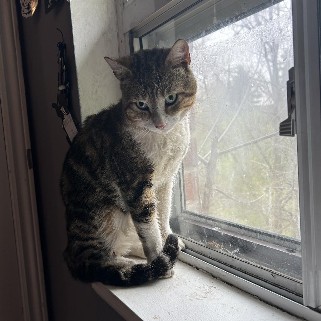 Sam, a Adoptable Domestic Short Hair in West Plains, MO image 2/2