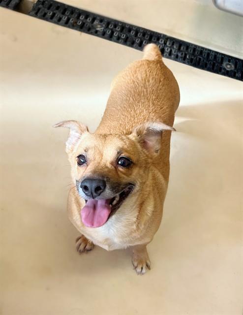 Enlarge ETHEL, a Adoptable mixed breed in Riverside, CA image 1/1
