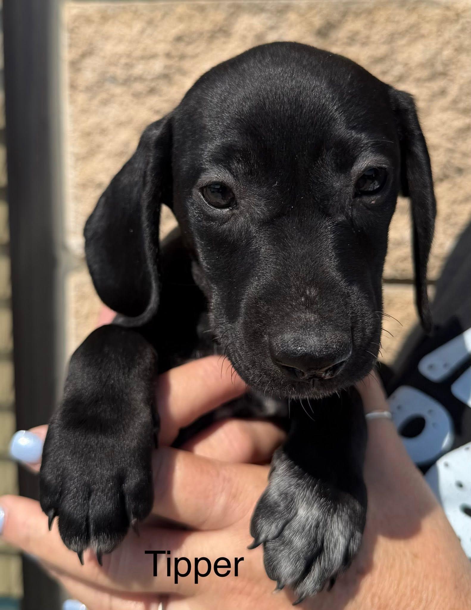 Tipper, Adopted, Puppy Female Dachshund.