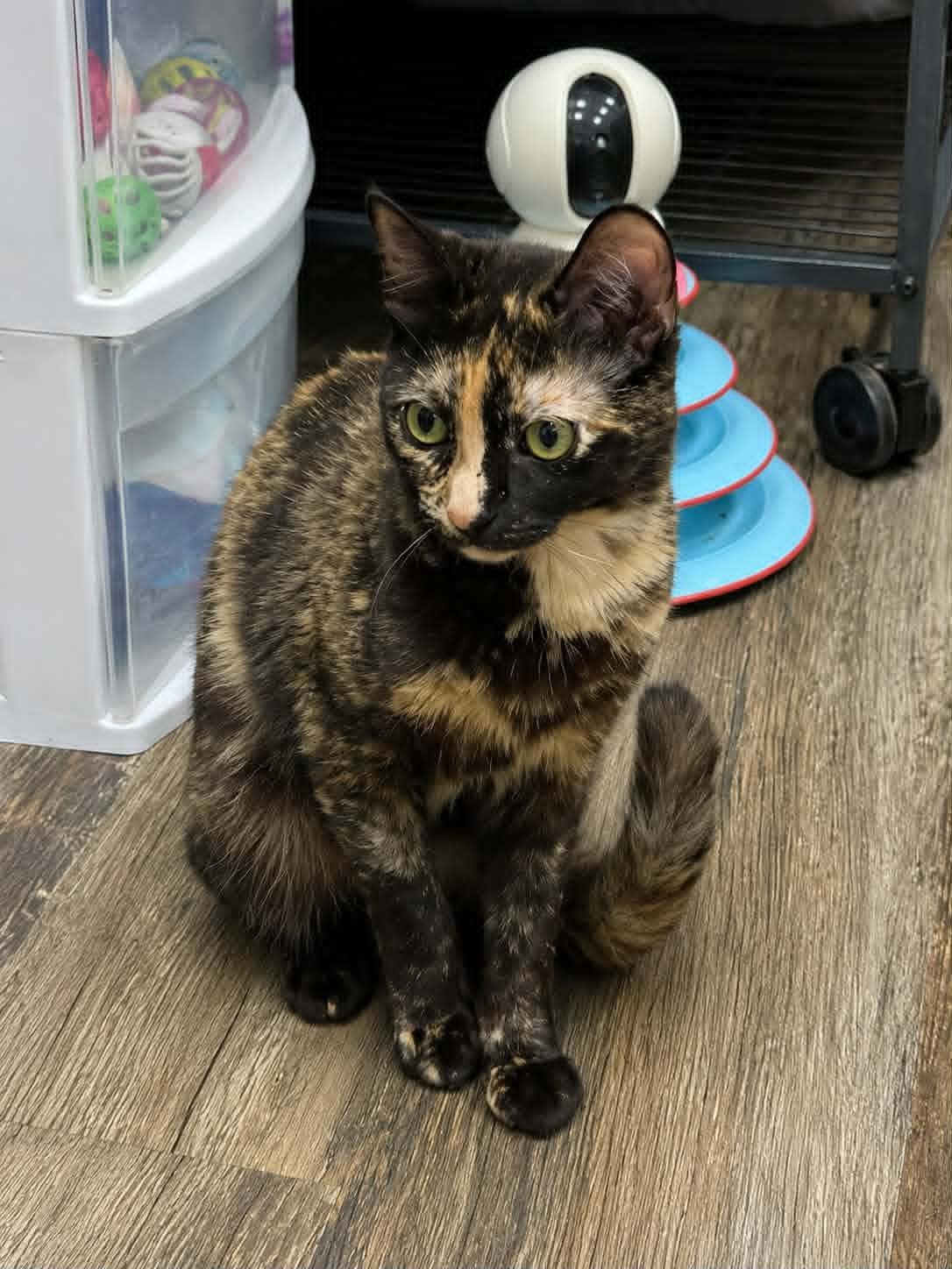 Franny, ADOPTABLE, Kitten Female Tortoiseshell.