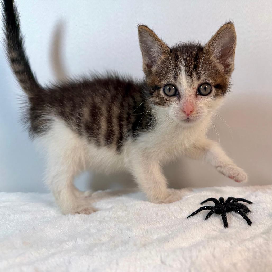 Gimli, Adoptable, Kitten Male Domestic Short Hair.
