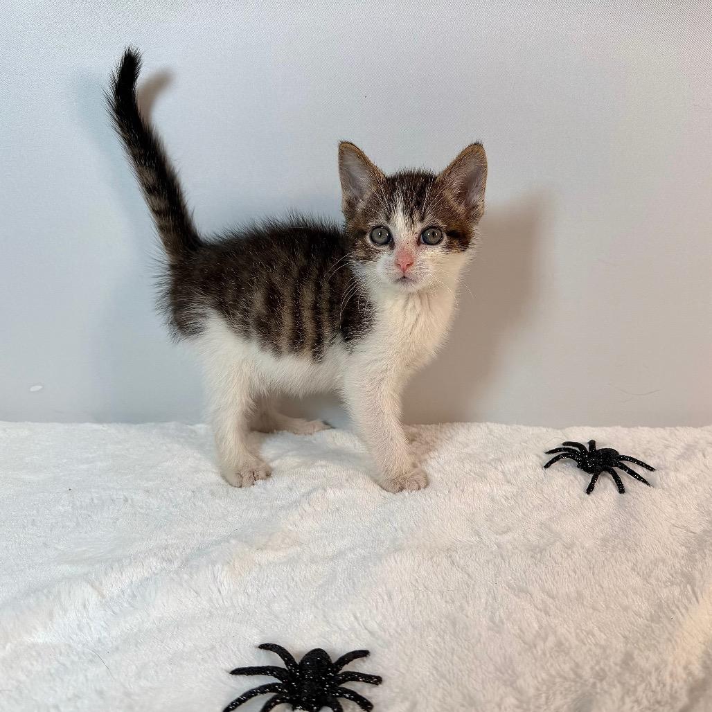 Enlarge Gimli, a Adoptable Domestic Short Hair in Johnson City, TN image 2/3