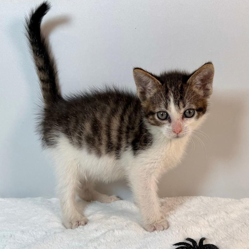Enlarge Gimli, a Adoptable Domestic Short Hair in Johnson City, TN image 3/3