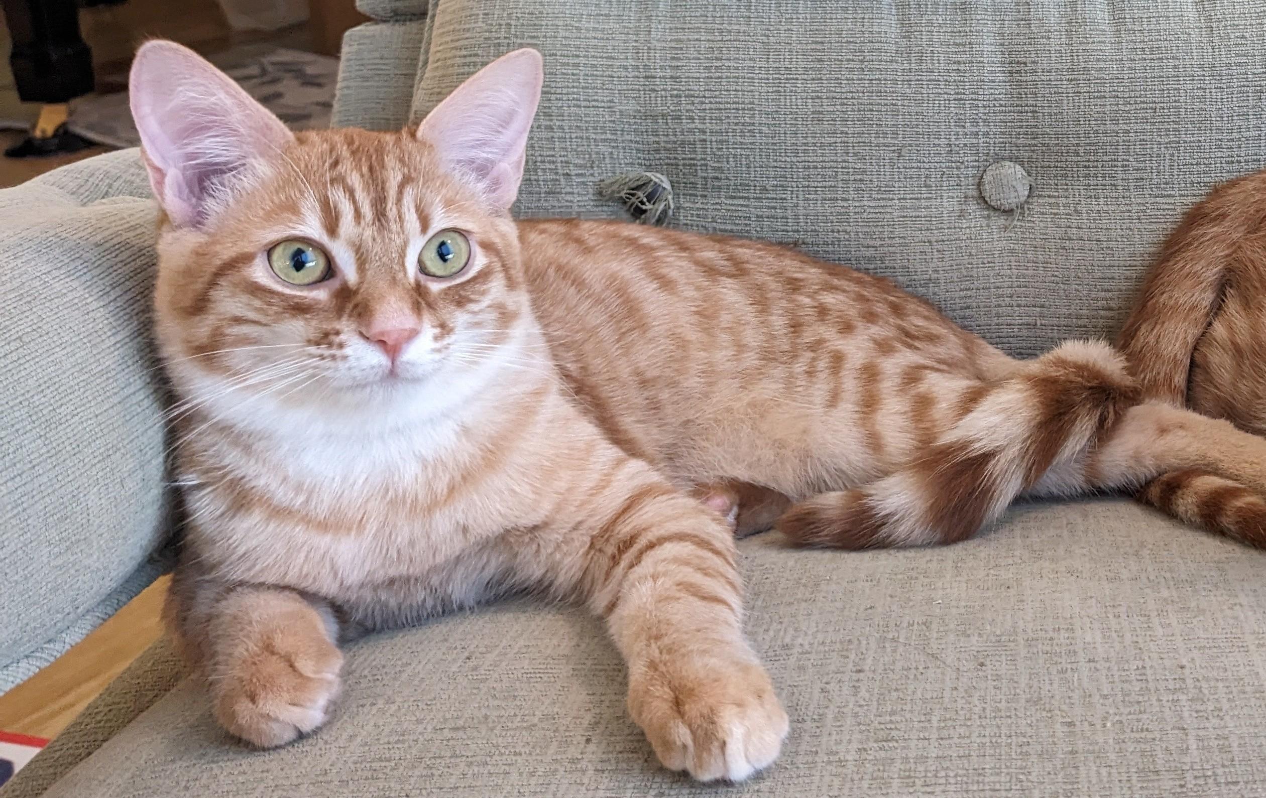 Enlarge Dusty, a Adoptable mixed breed in Huntsville, AL image 1/1