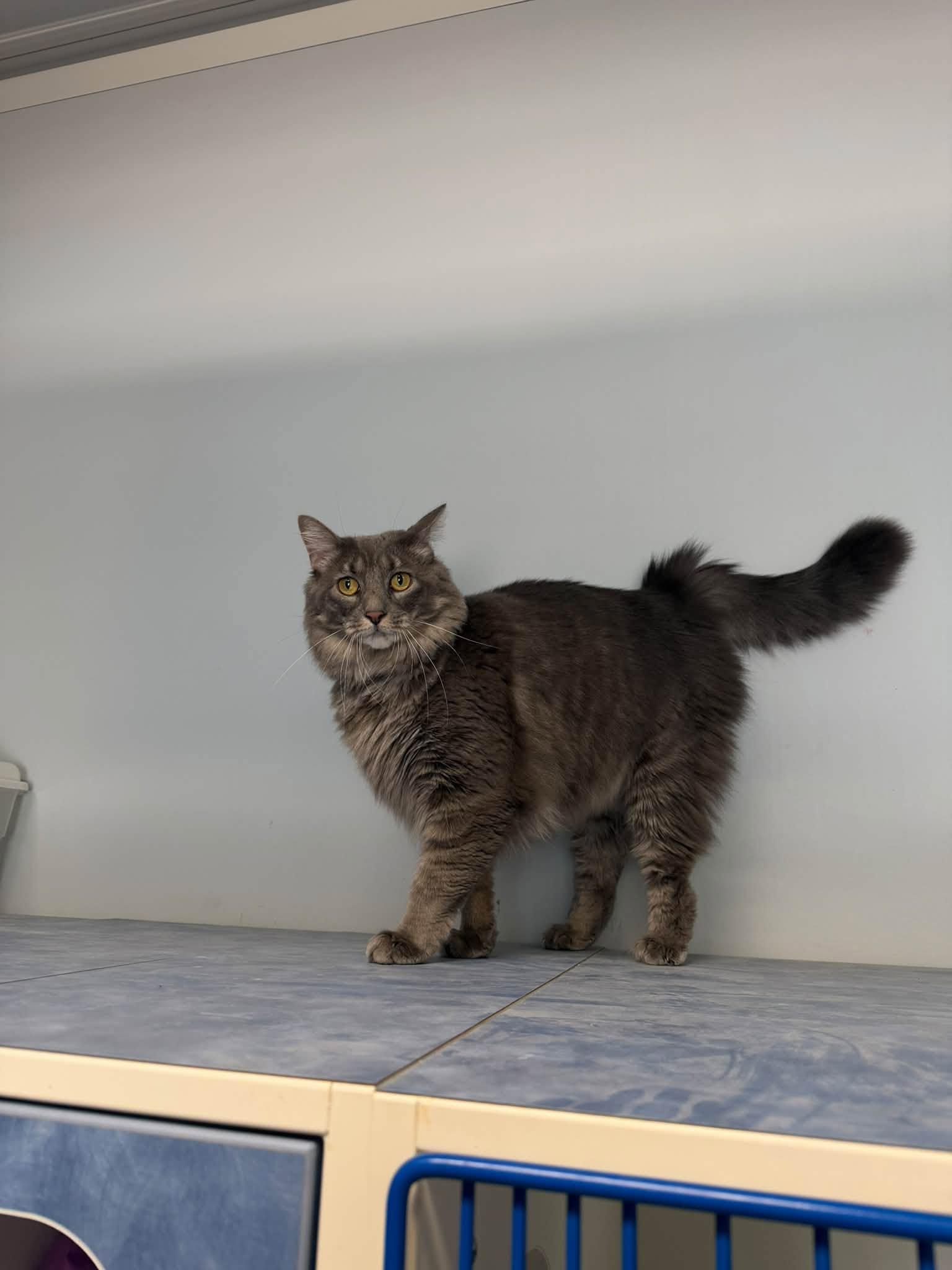 Morty, Adoptable, Adult Male Domestic Long Hair.