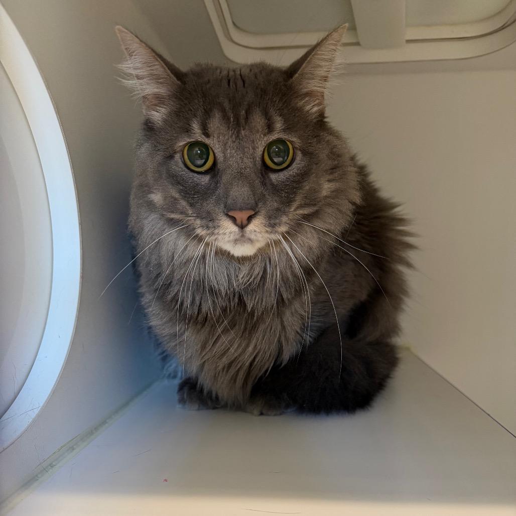 Enlarge Morty, a Adoptable Domestic Long Hair in Clinton, IL image 2/2