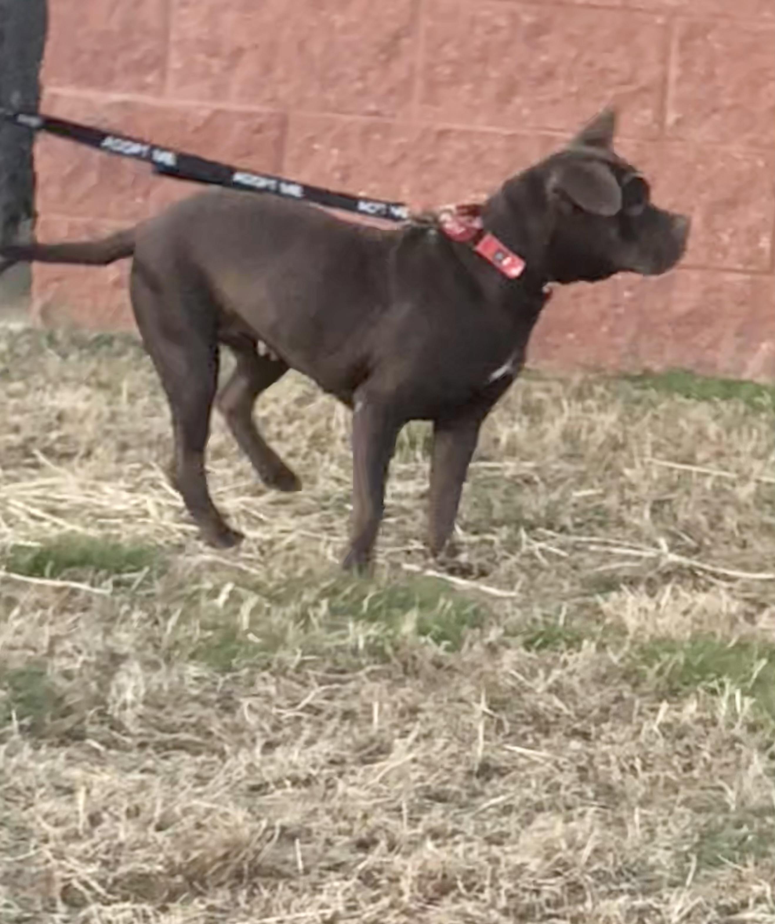 Jess, a ADOPTABLE mixed breed in Washington, DC image 5/6