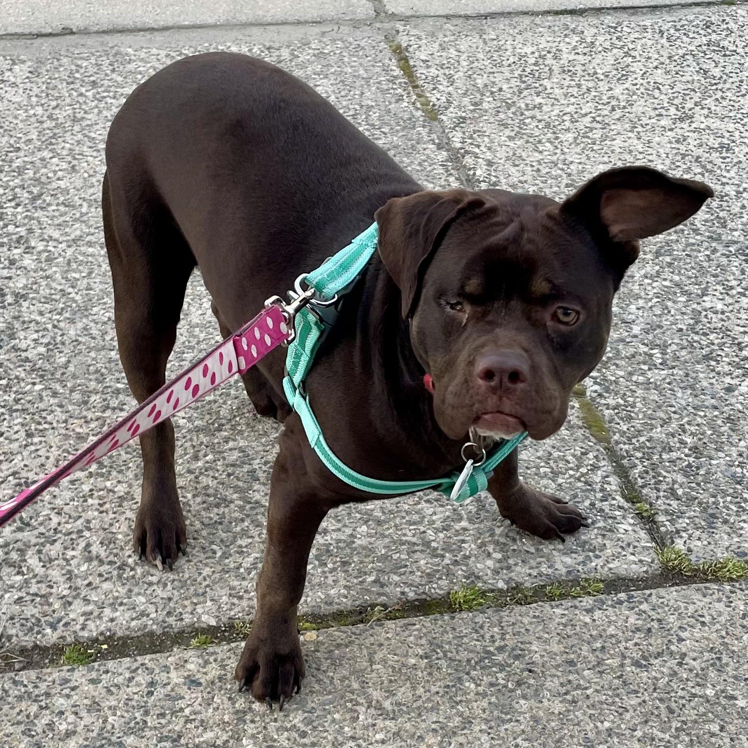 Enlarge Jess, a ADOPTABLE mixed breed in Washington, DC image 1/6