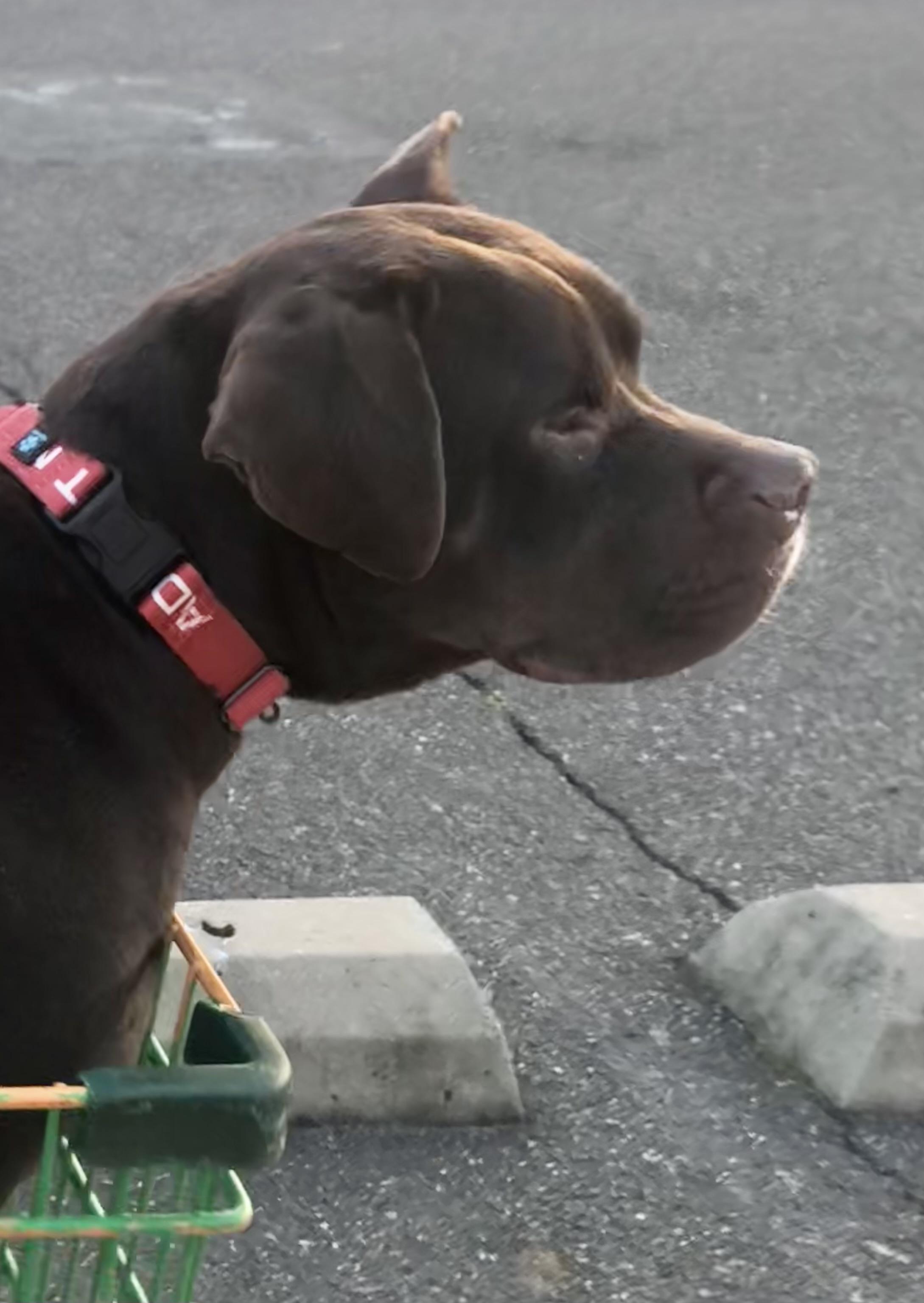 Jess, a ADOPTABLE mixed breed in Washington, DC image 2/6